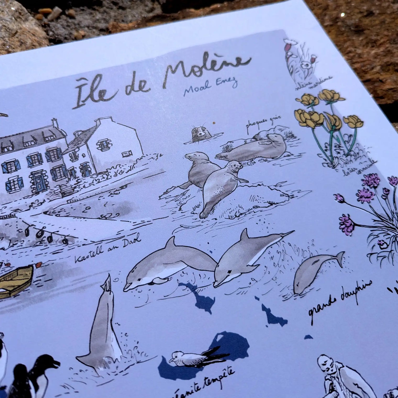 Ile de Molène - Affiche 40 x 30 cm