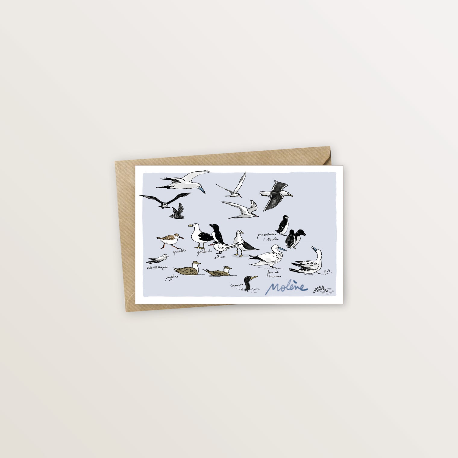 Carte postale Molène oiseaux