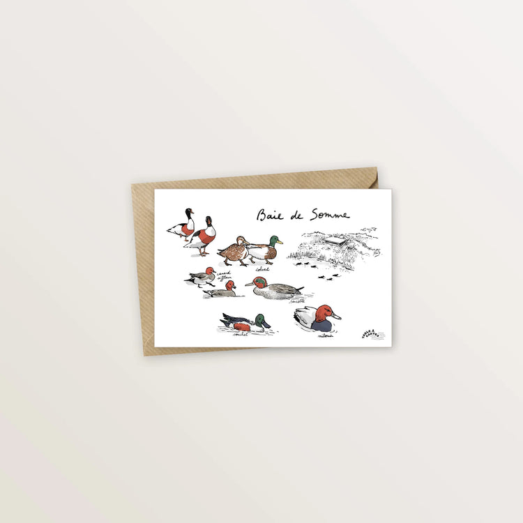 Carte postale - Canards de la baie de Somme